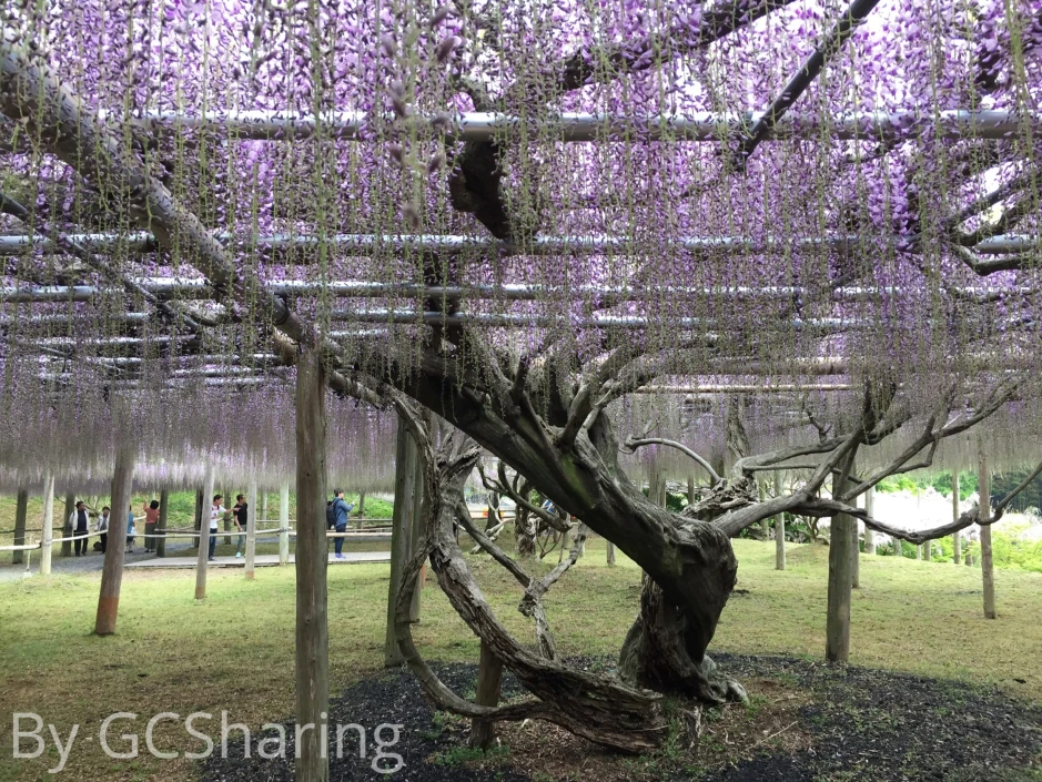 The most beautiful tunnel at Kawachi Wisteria Garden, Fukuoka, Japan